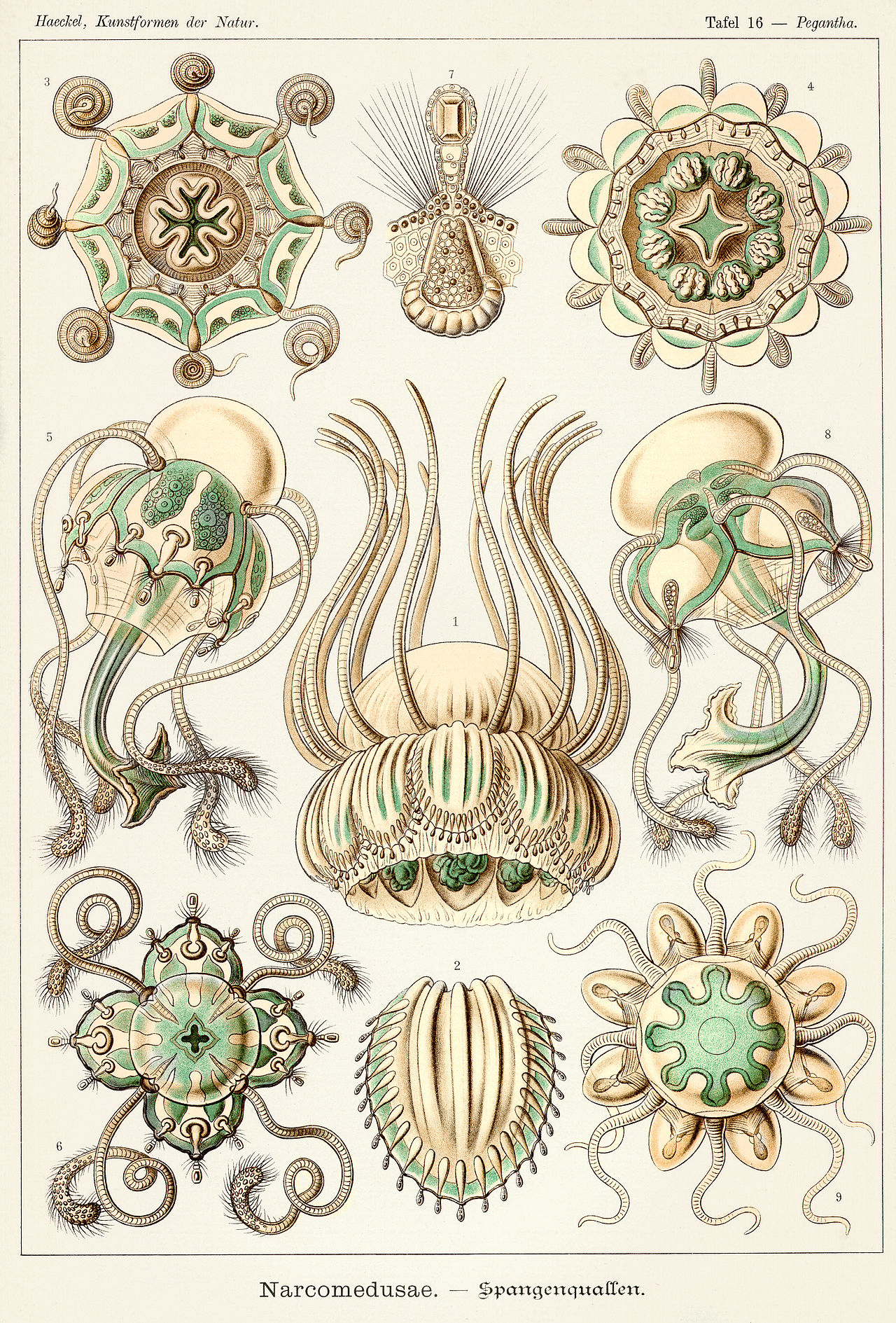 Ernst Haeckel’s intricate medusae forms